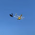 Επίθεση από ένα εξοργισμένο κοράκι δέχθηκε ένα drone που μετέφερε δέμα στην Αυστραλία.
