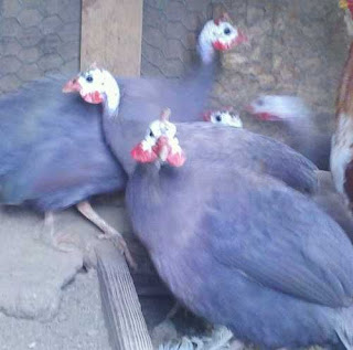 Ayam Mutiara Ungu (Violete Guinea Fowl)