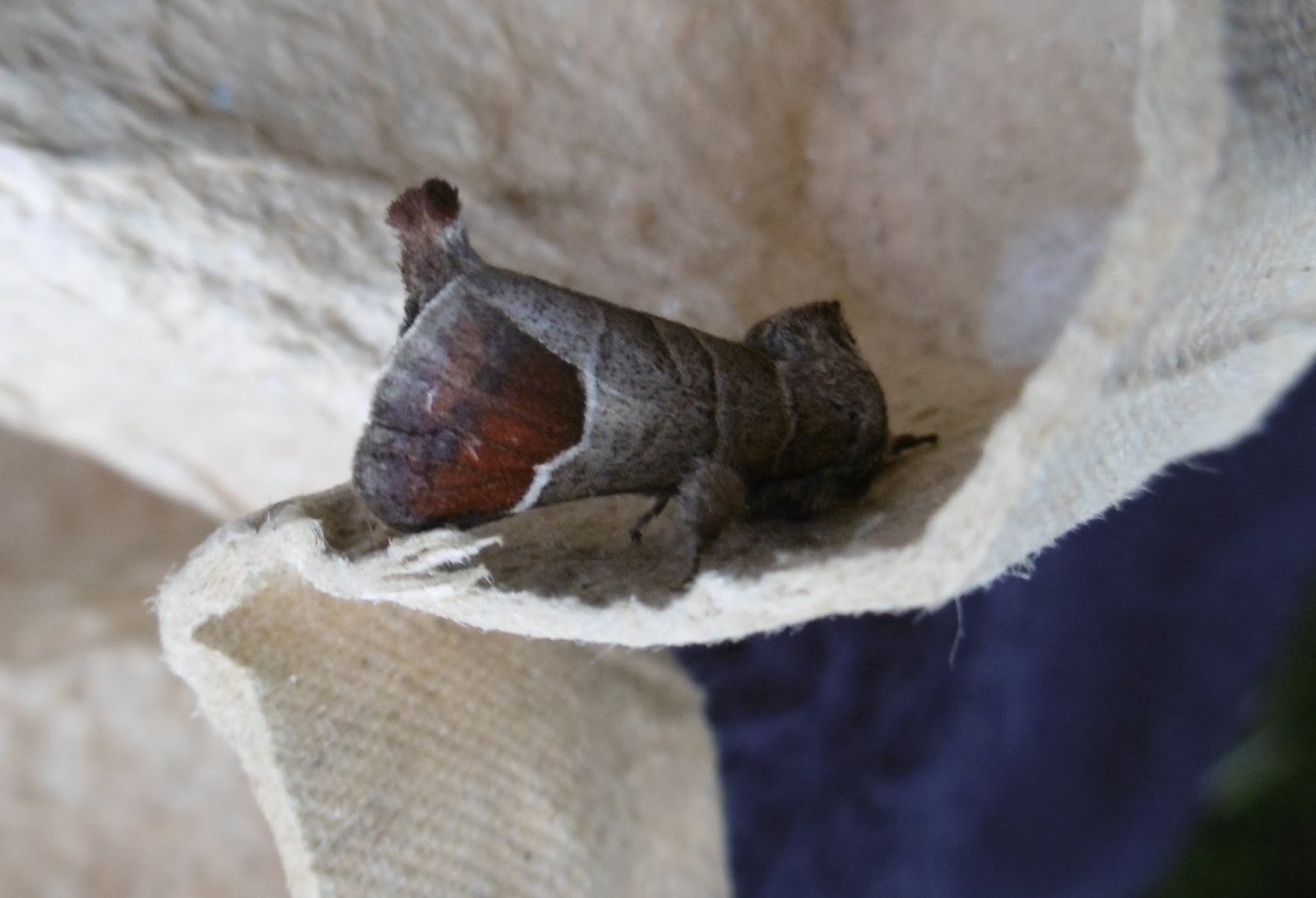 Martin's Moths Chocolate treat