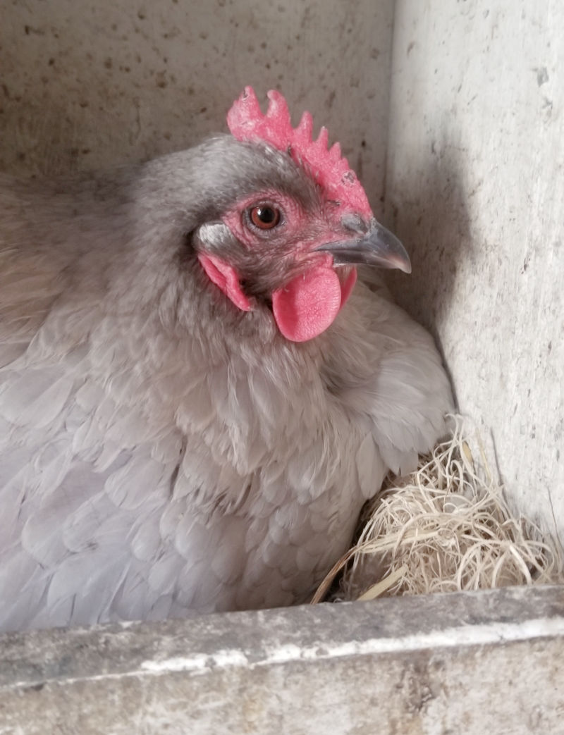 Are my Chicken Eggs Fertile? Fresh Eggs Daily® with Lisa Steele