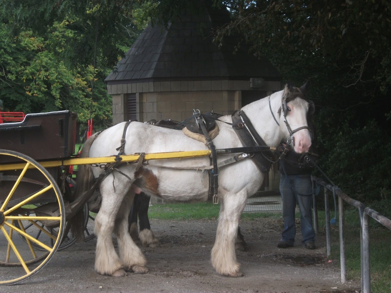 Chestnut Heartbeats: Docking Horses' Tails