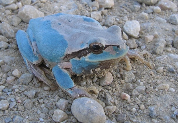 8 oddly colored creatures, amazing creatures, Blue Tree Frogs