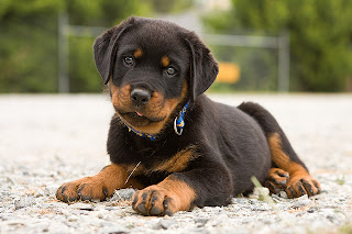 Rottweiler Puppy Image