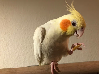 rufi: ninfa amarilla comiendo con su pata