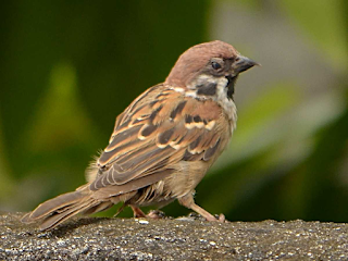 Tips Cara Mengusir Burung Gereja dari Rumah
