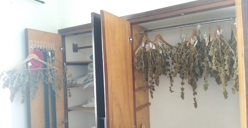 Cultivava maconha em casa e foi preso com maconha nos cabides