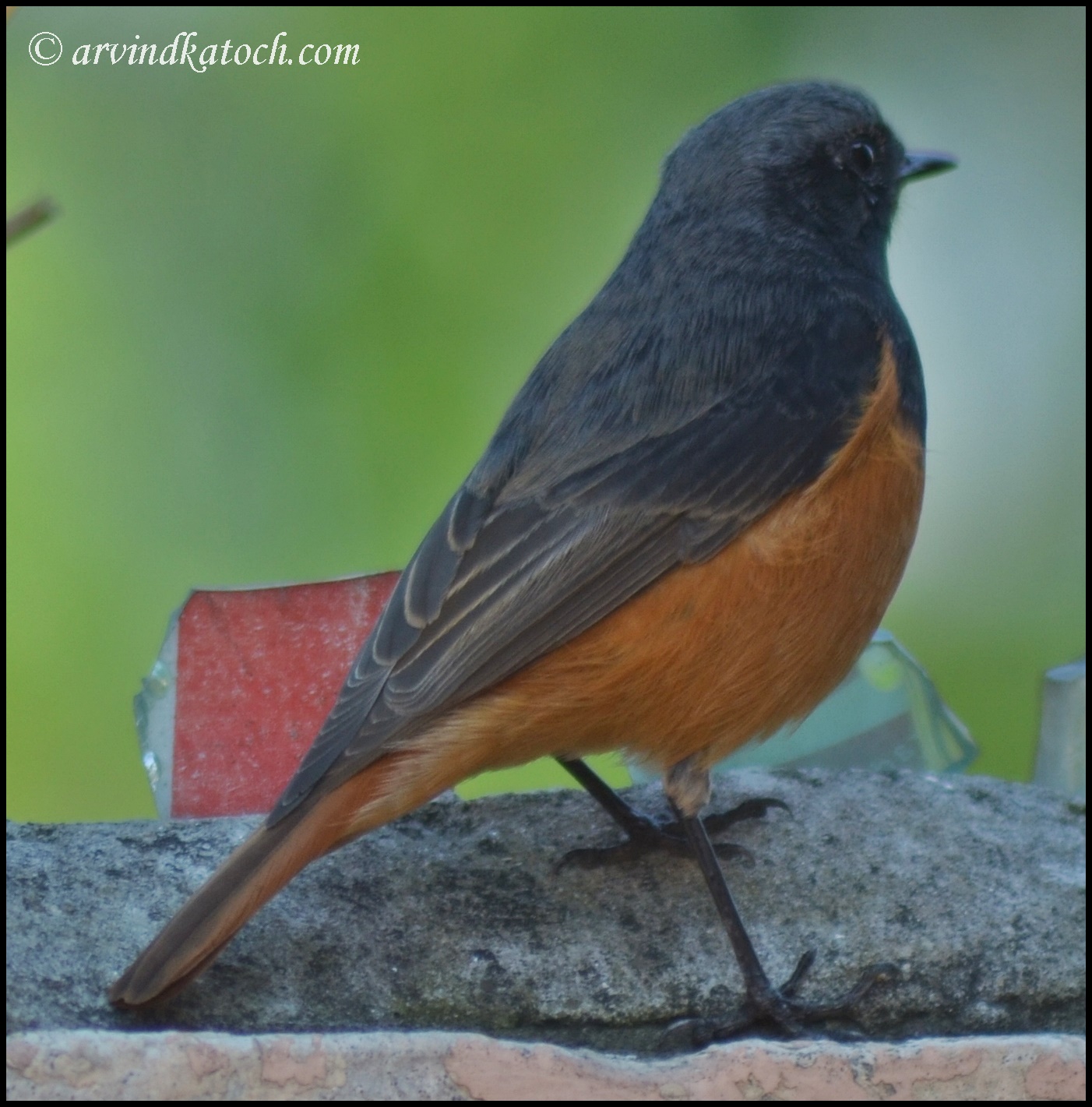 Black Redstart Pictures and Detail (Phoenicurus ochruros) A small
