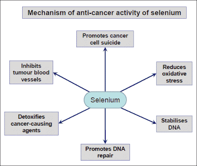 A méhek kezelése Prostatitis Scheme)