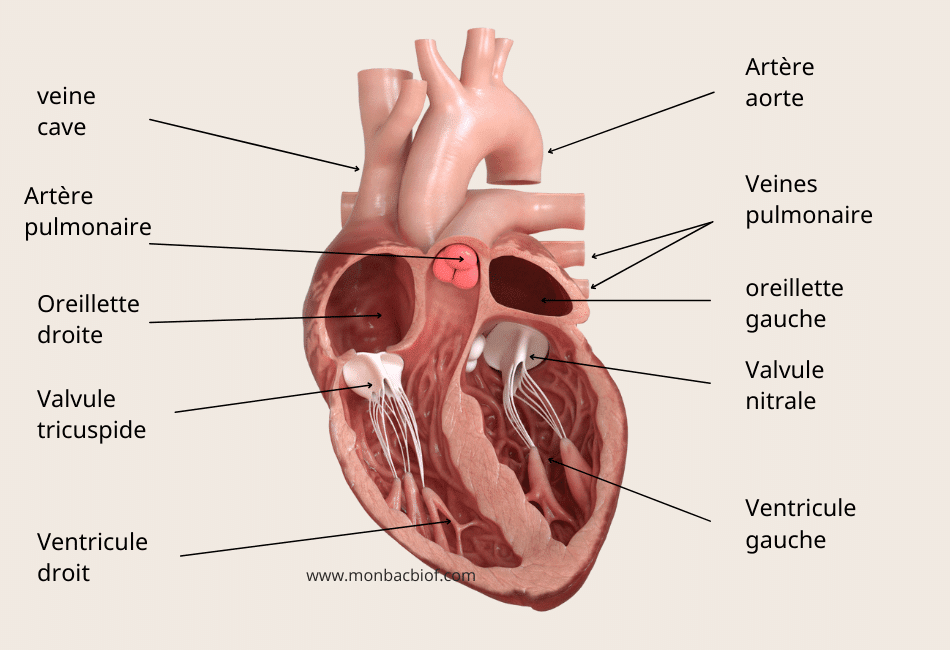 anatomie du cœur humain