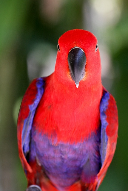 Beautiful Colorful Parrots 