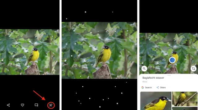 How to use Google Lens to identify Uganda Birds photos