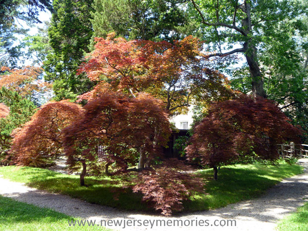 Georgian Court University trees