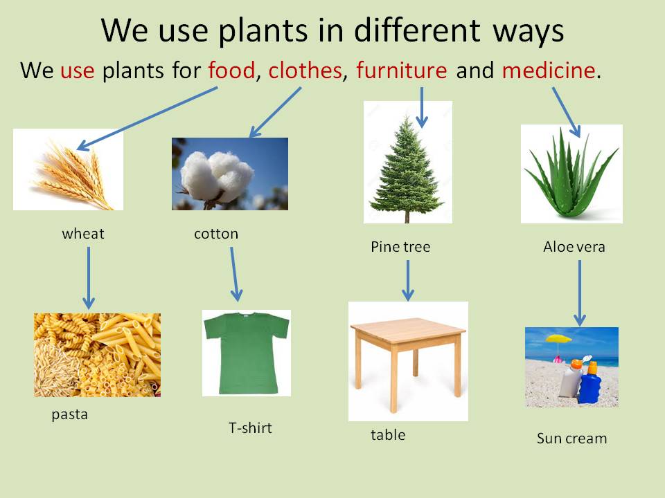 You learn something everyday! 1º Natural Science Uses of Plants