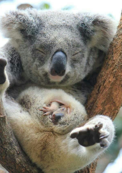 10 Fakta Menarik Tentang Koala Hewan Termalas Di Dunia News Tips