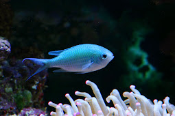 small sea fish - 22 Small Aquarium Fish Breeds for Your Freshwater Tank