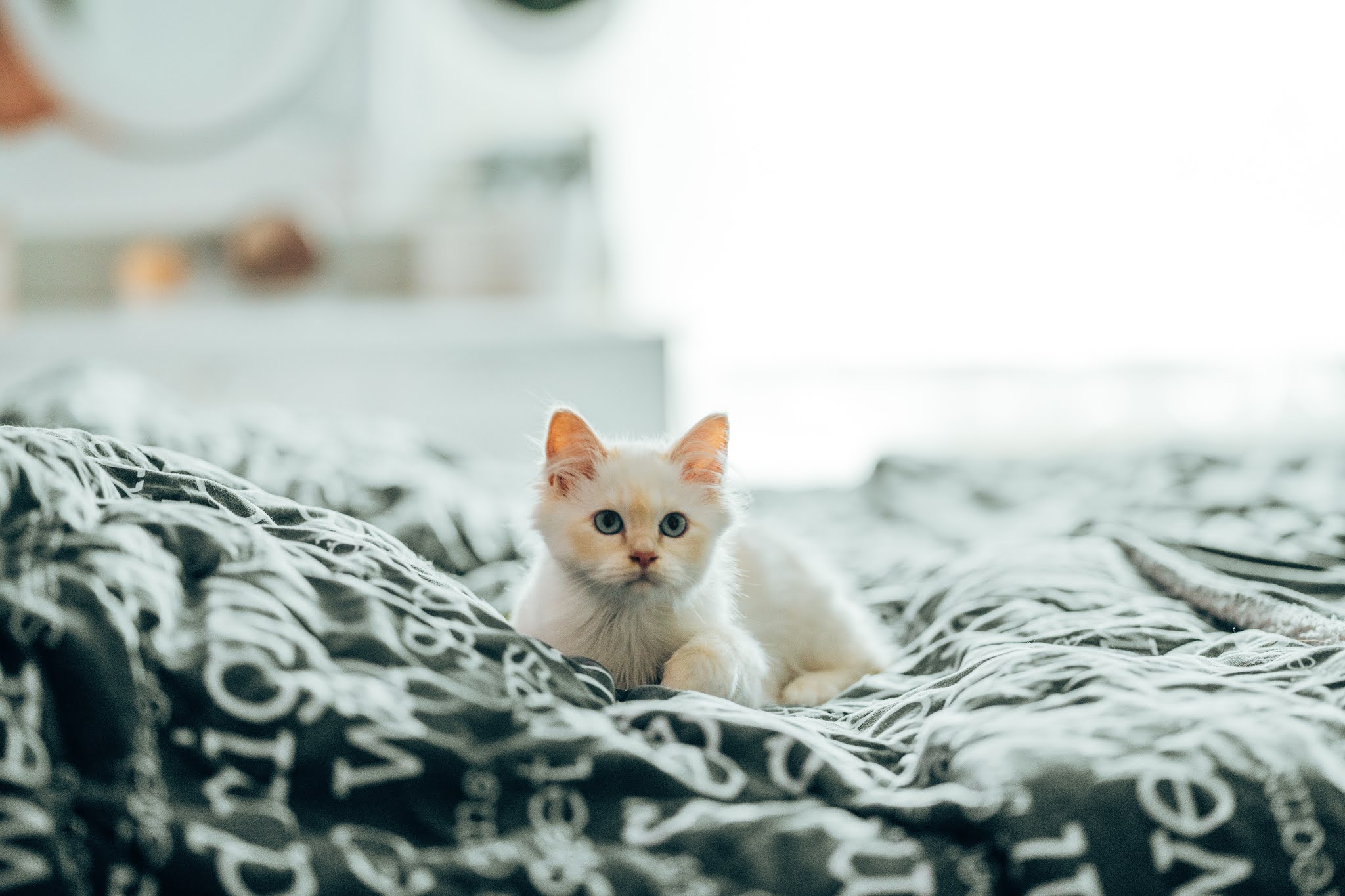 صور قطط كيوت صغيرة و كبيرة خلفيات قطط جميلة جدا