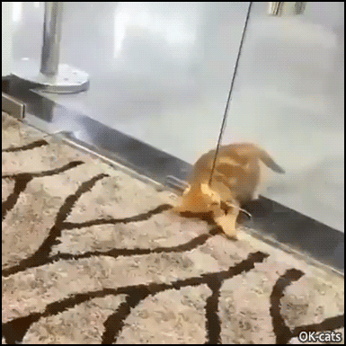 Funny Cat GIF • NO impurrsible mission! Liquid kitty squeezing under a glass door Funny Cat GIF • NO impurrsible mission! Liquid kitty squeezing under a glass door