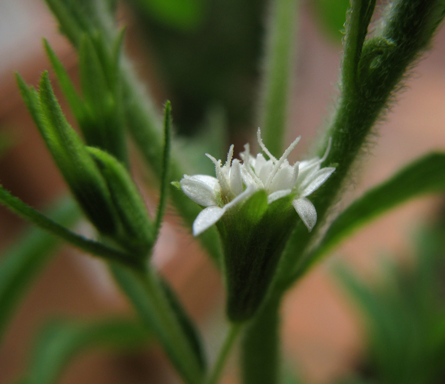 Flores y Palabras Stevia rebaudiana