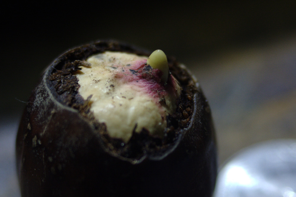 3. Germinating acorn.
