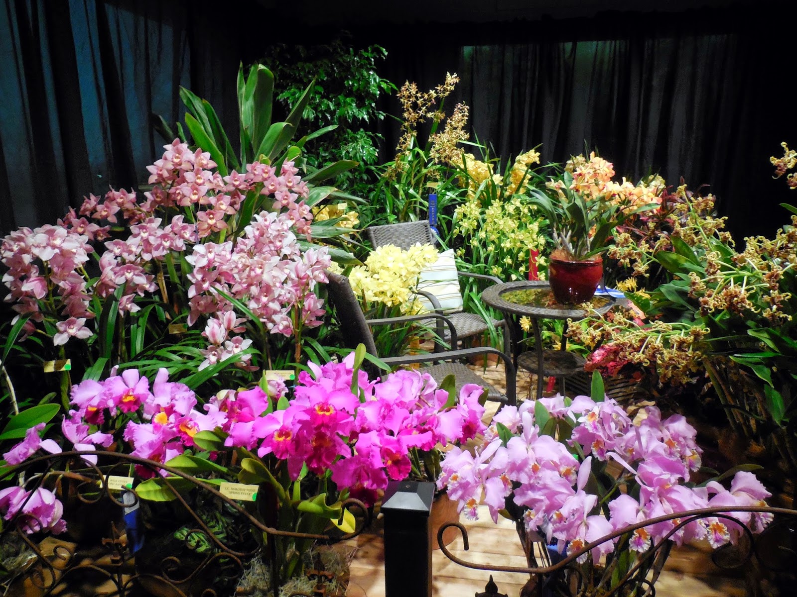 The College Gardener The SEPOS Orchid Show