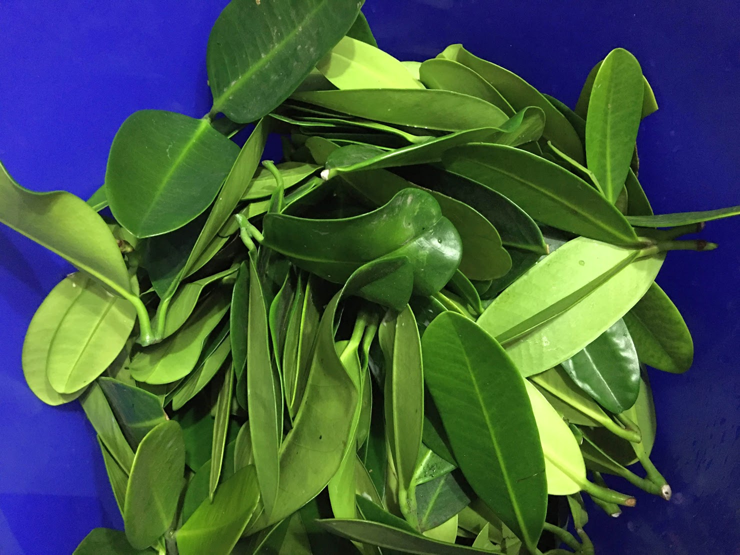 REUGE 50弁 ヨハン・シュトラウス2世「宝のワルツ」他 オルゴール