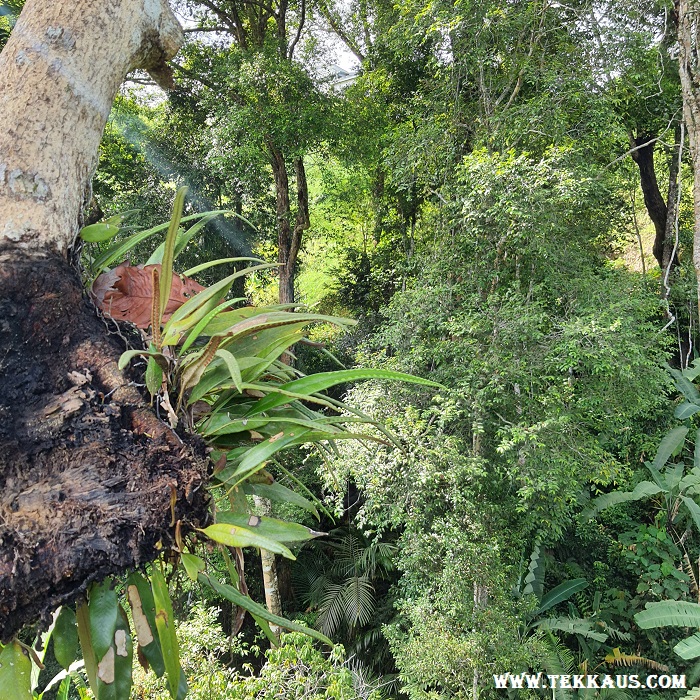 The Habitat Penang Hill Langur Way Canopy Walk