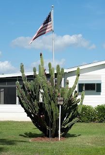 A huge cactus in Florida, proudly waving the American flag above it.