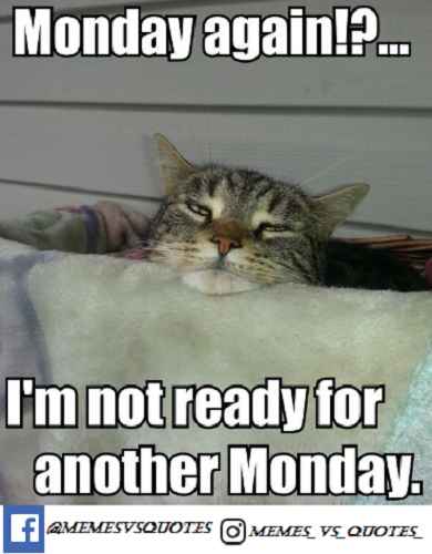60 Best Funny Monday Meme To Start Monday Memesvsquotes Online