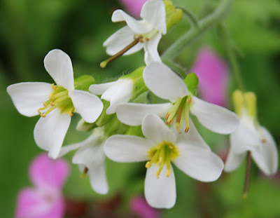 Flores blancas de Abacicarpo (Arabis alpina)