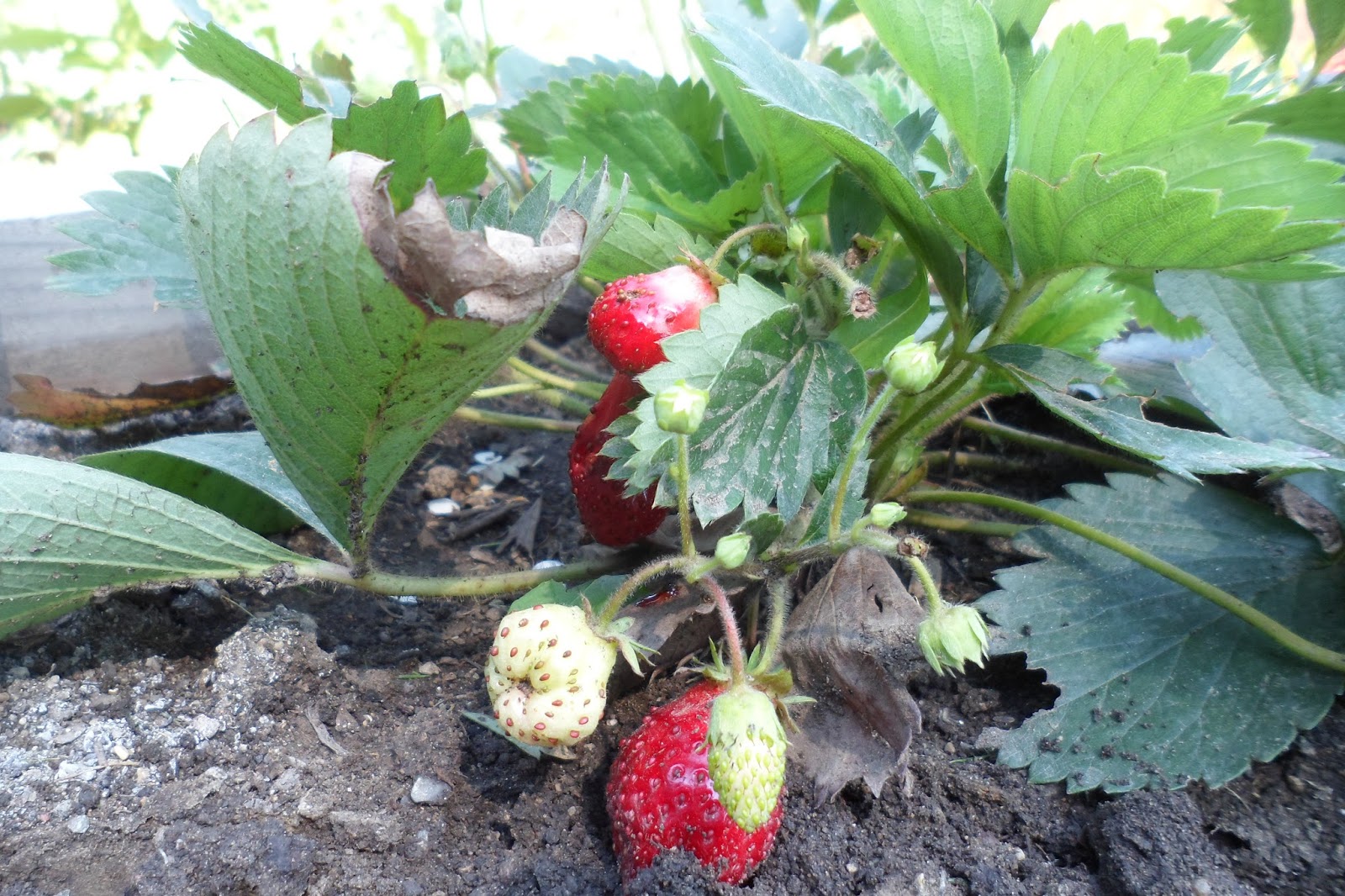 The Perennial Agriculturalist august strawberries