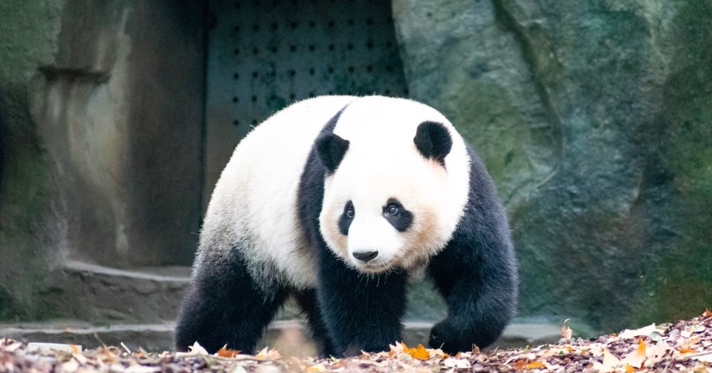 Deskripsi (Ciri-Ciri & Jenis) Hewan Panda dalam Bahasa Inggris dan