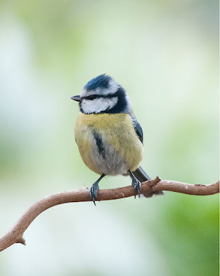 Mallerenga blava (Cyanistes caeruleus)