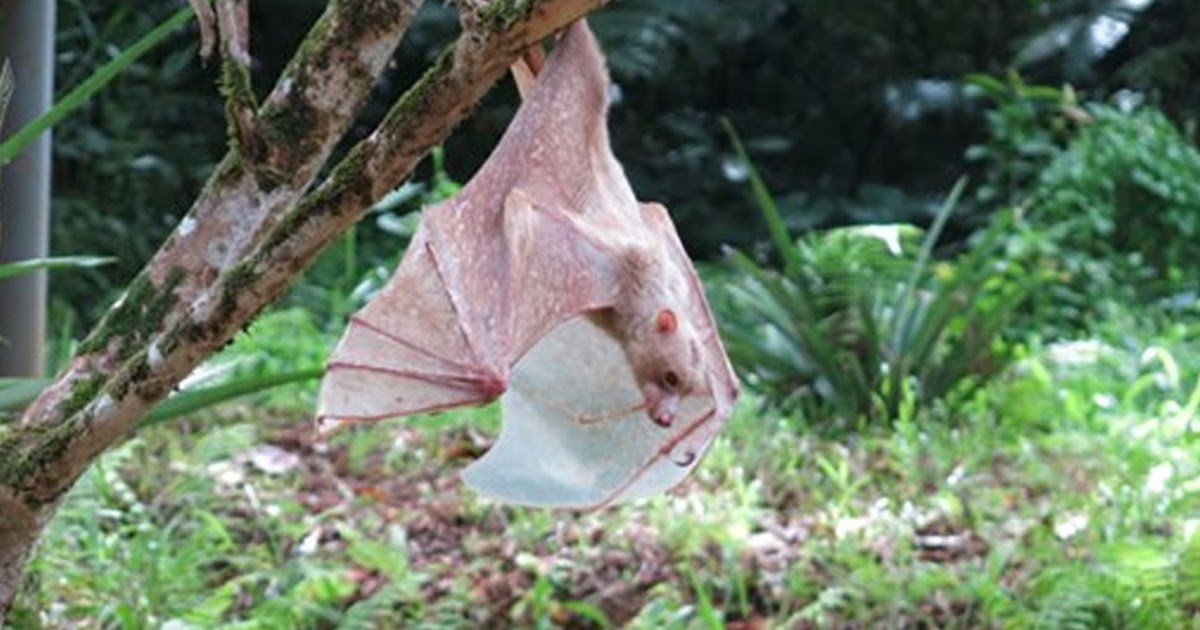 Philippine fruit bats may be entirely new species of their own, DNA