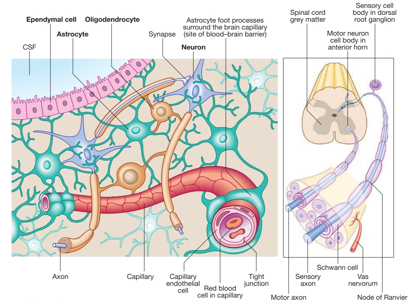 What are the cells of the nervous system?