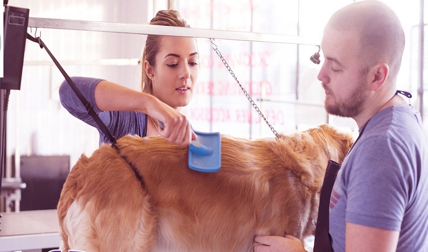 visiting dog groomers