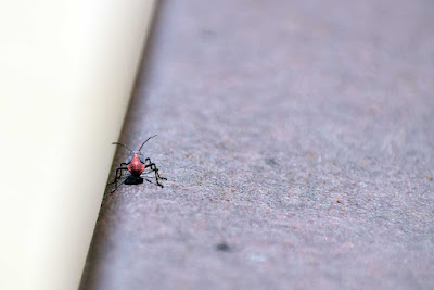 Bug on bridge