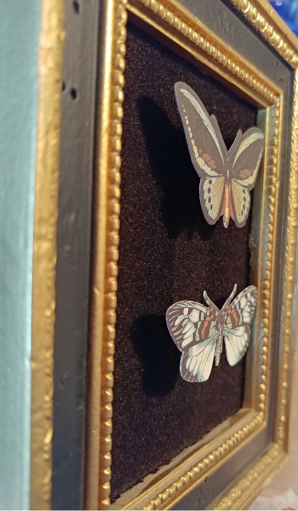 Butterfly Specimen Art - Thrift Shop Flip