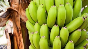 2 Remaja Di Brebes yang Nekat Mencuri Satu Tundun Pisang Akhirnya Berdamai Dengan Pemiliknya