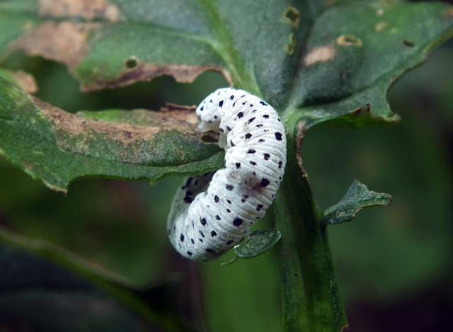 RÍA DE LA VILLA: agosto 2019