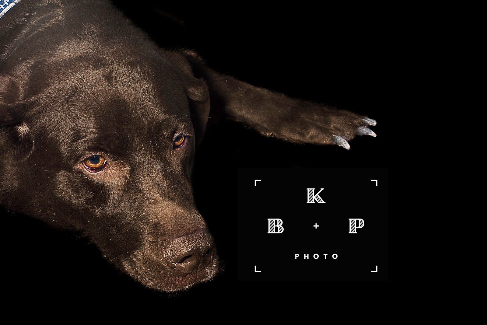 MoSa Dogs Travel Blog 105th Street Dog Run Riverside Park