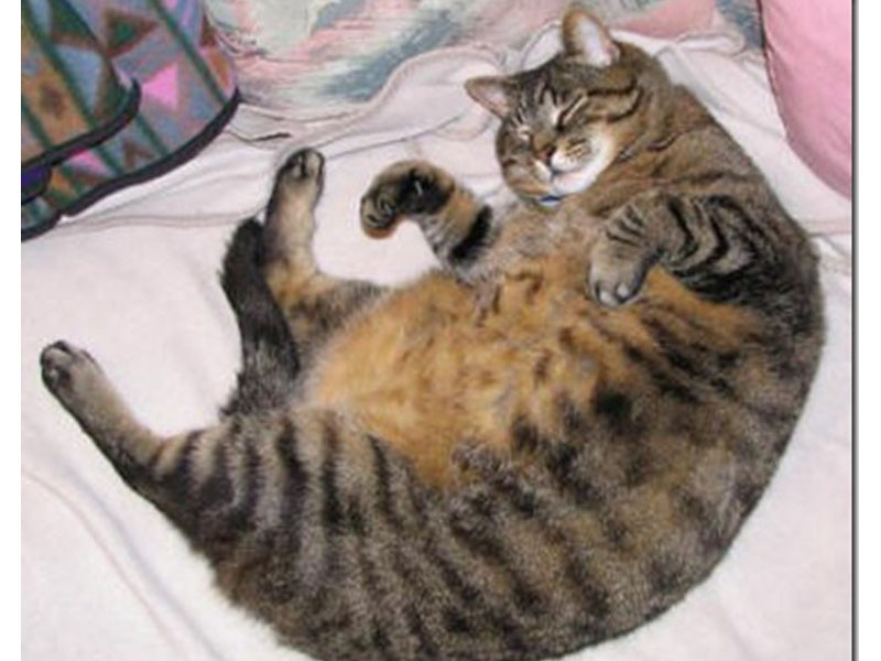 Foto-Foto Kucing Super Gendut | Kucing gue