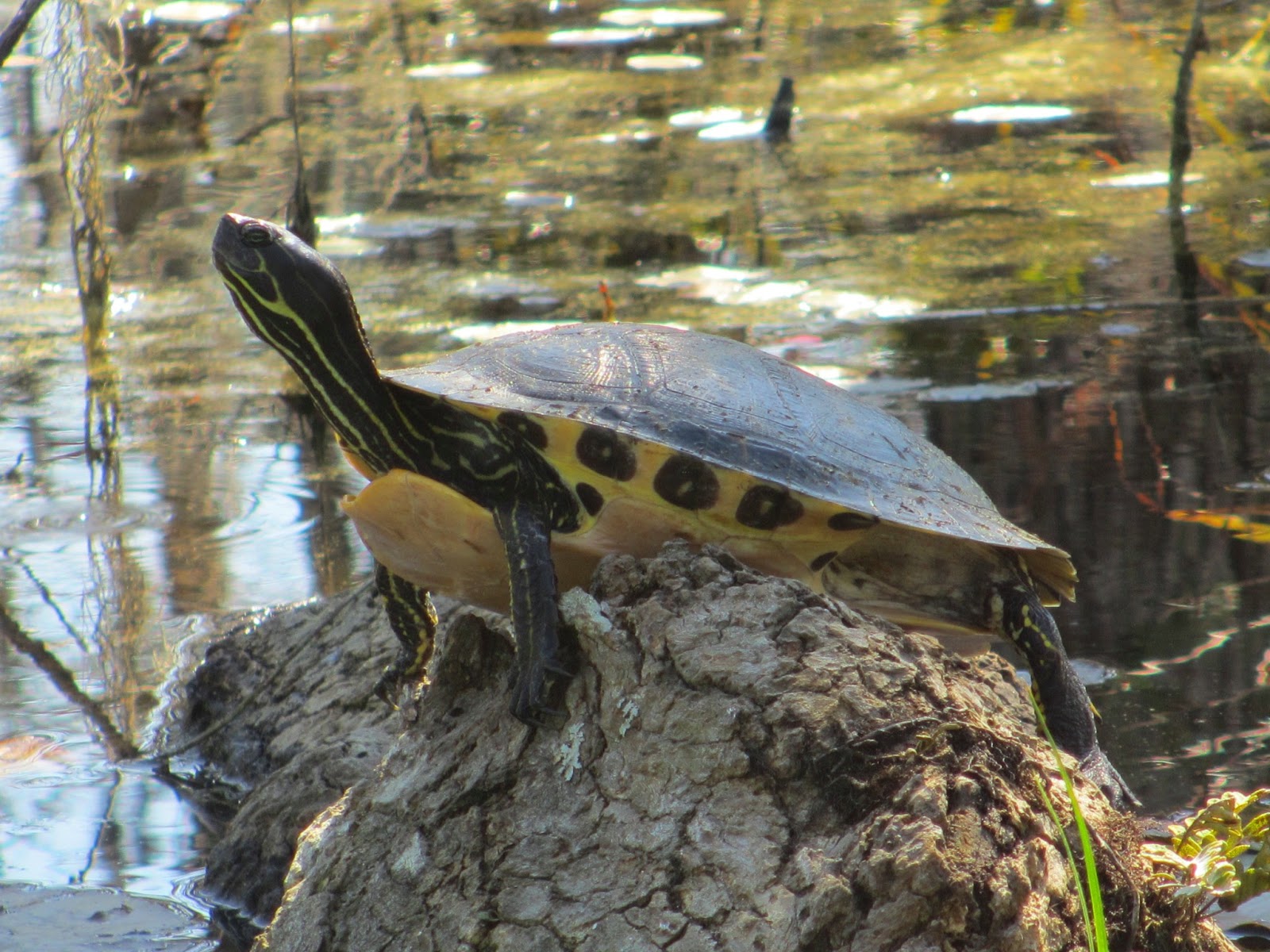 Cannundrums YellowBellied Slider