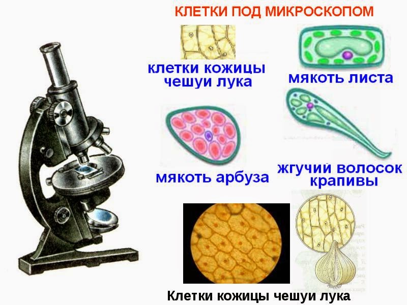 Ткани клубня картофеля