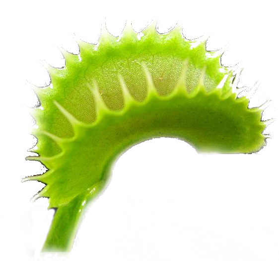 Carnivorous Plants Where to buy Venus Flytrap? Prices and quality