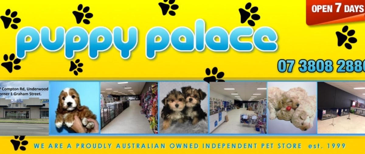 Puppies For Sale Brisbane Puppy Palace