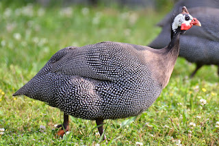   Ayam Mutiara Abu-abu (Gray Guinea Fowl)