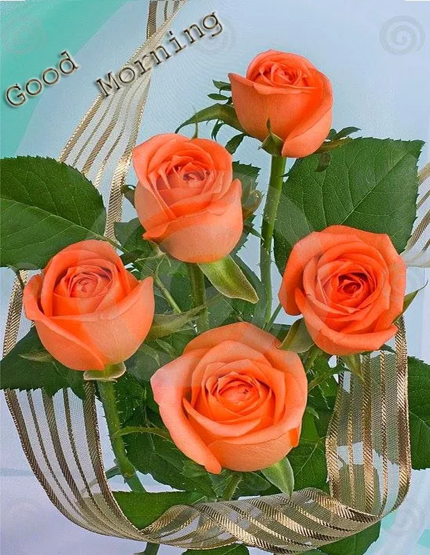 beautiful good morning with orange rose