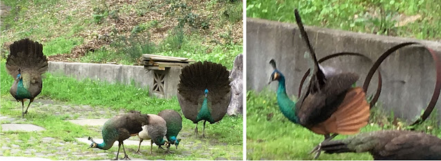 Peacock family in the driveway (18 Mar 2016)