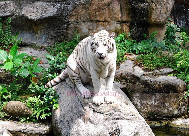 Singapore Zoo White Tiger