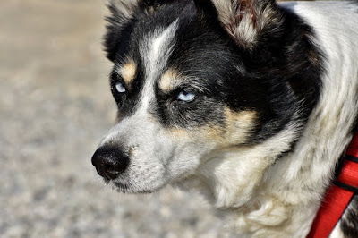 Hybrid Dog Isn T That Just Another Word For Mutt Catsdogs Ooo Hybrid Dog Isn T That Just Another Word For